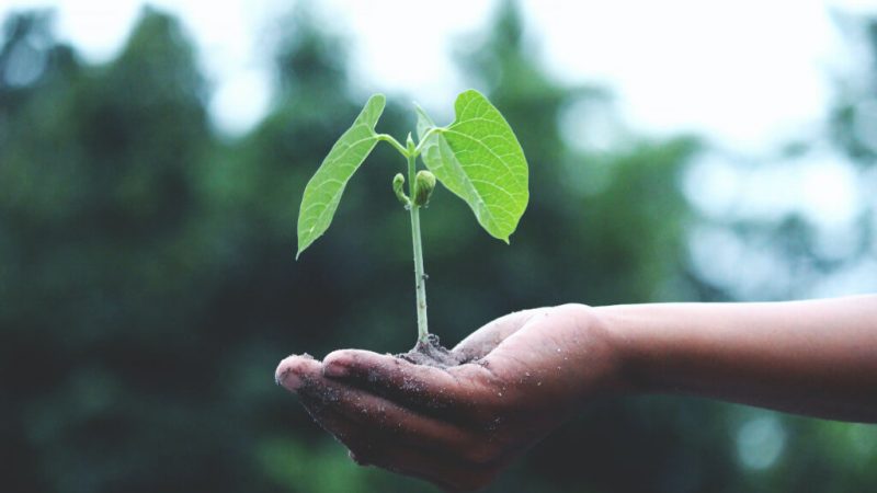Nurturing Nurturing